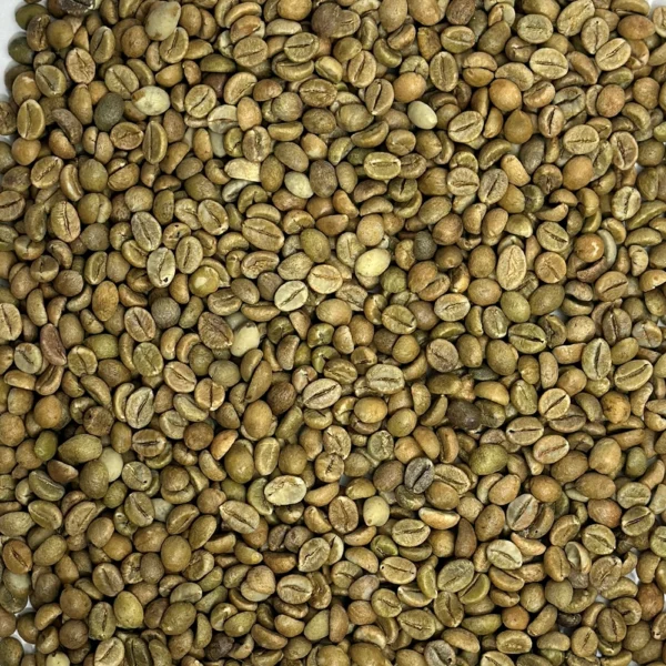 India: Cherry Robusta - Image 3